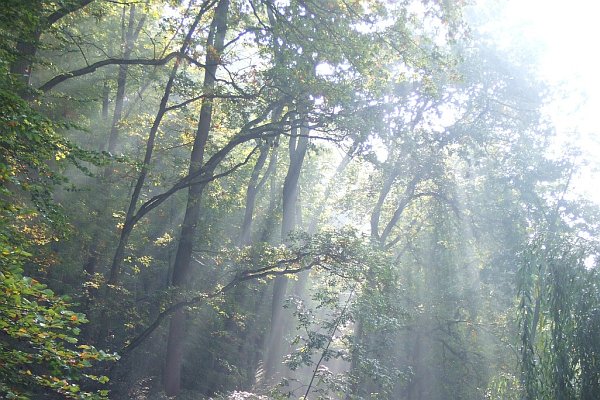 Nebel